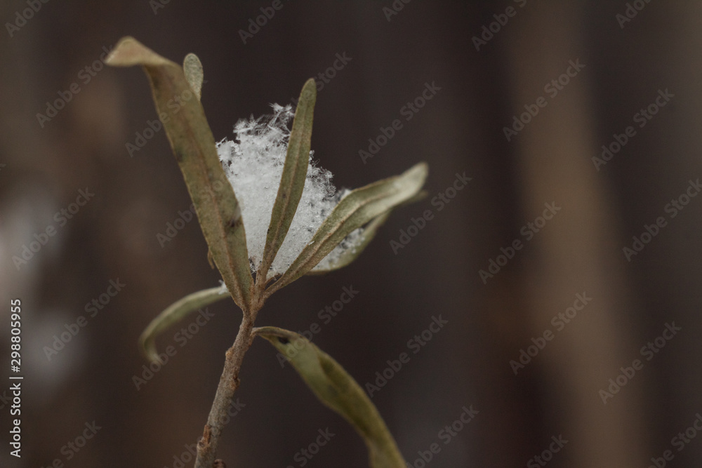 Snow on the leaves with snowflakes Snow on the leaves with snowflakes