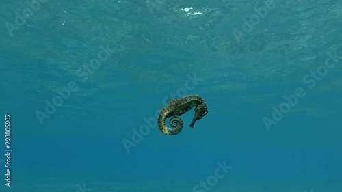 Seahorse swims under surface of blue water background. Underwater shot, Red Sea, Egypt photo