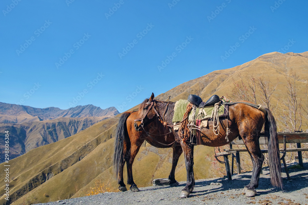 Two horses are resting on the mountain pass