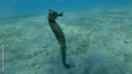 Wallpaper Mural Seahorse swims above sandy bottom covered with green algae in sunrays. Underwater shot, 4K/50fps Torontodigital.ca