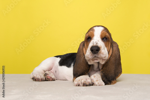 Cute basset hound puppy lying down and looking at the camera on a yellow background