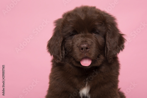 Fototapeta Naklejka Na Ścianę i Meble -  Portrait of a cute brown Newfoundland dog puppy looking at the camera on a pink background