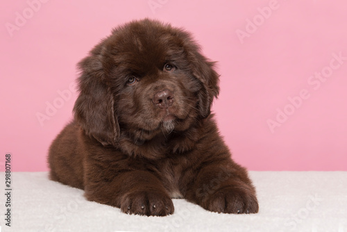 Canvastavla Cute brown Newfoundland dog puppy looking at the camera lying down on a pink bac