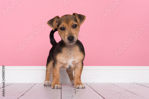 Cute jack russell terrier puppy standing looking at the camera in a pink living room setting