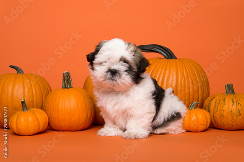 Cute shih tzu puppy sitting between orange pumpkins on an orange background