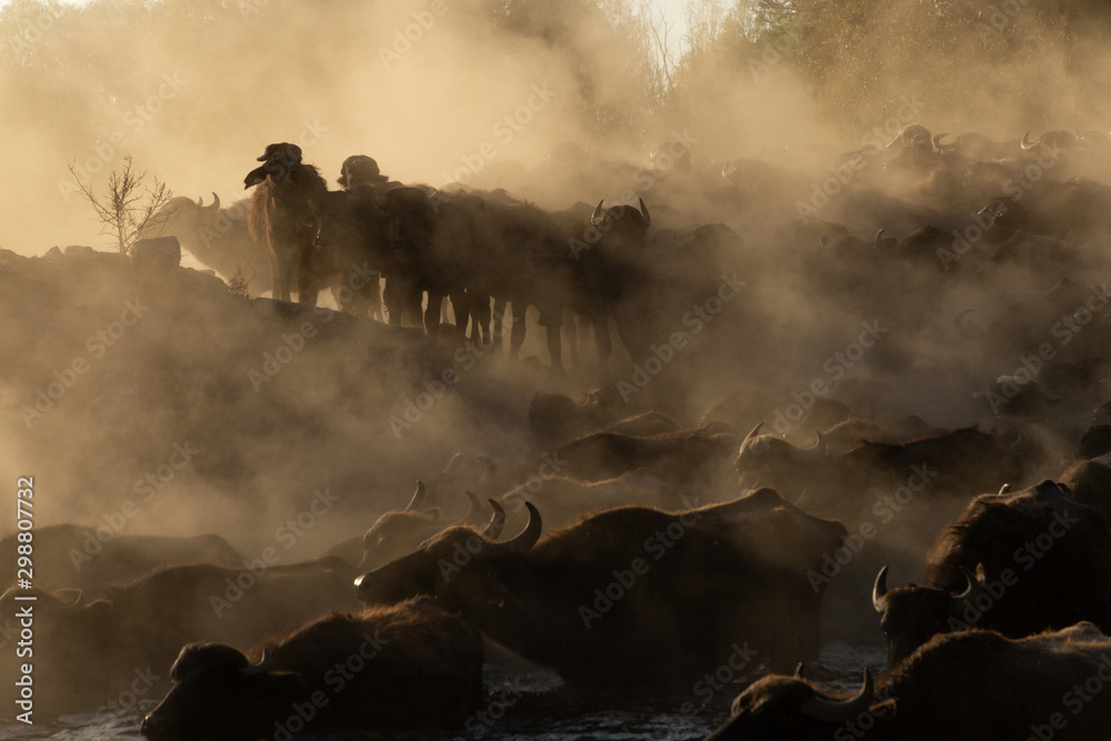 Fototapeta premium water buffalo crossing a pond at sunset