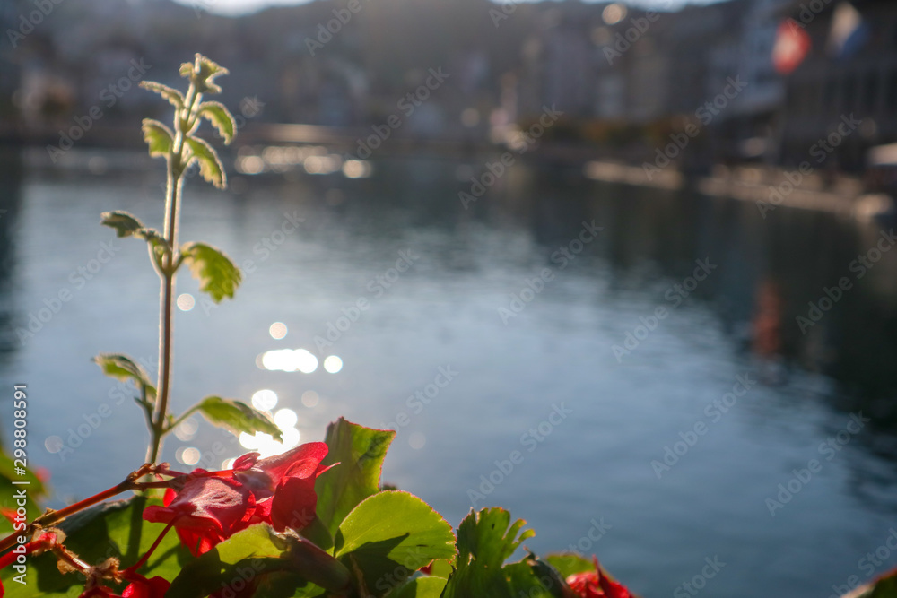 水面の花