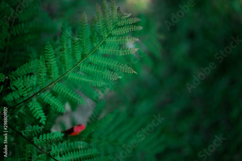Natural green leaves in the rainforest. Nature background.