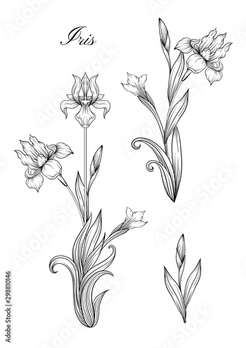 Iris flower  fleur-de-lis  flower-de-luce  flag. Element for design. Outline hand drawing vector illustration. In art nouveau style  vintage  old  retro style. In botanical style.
