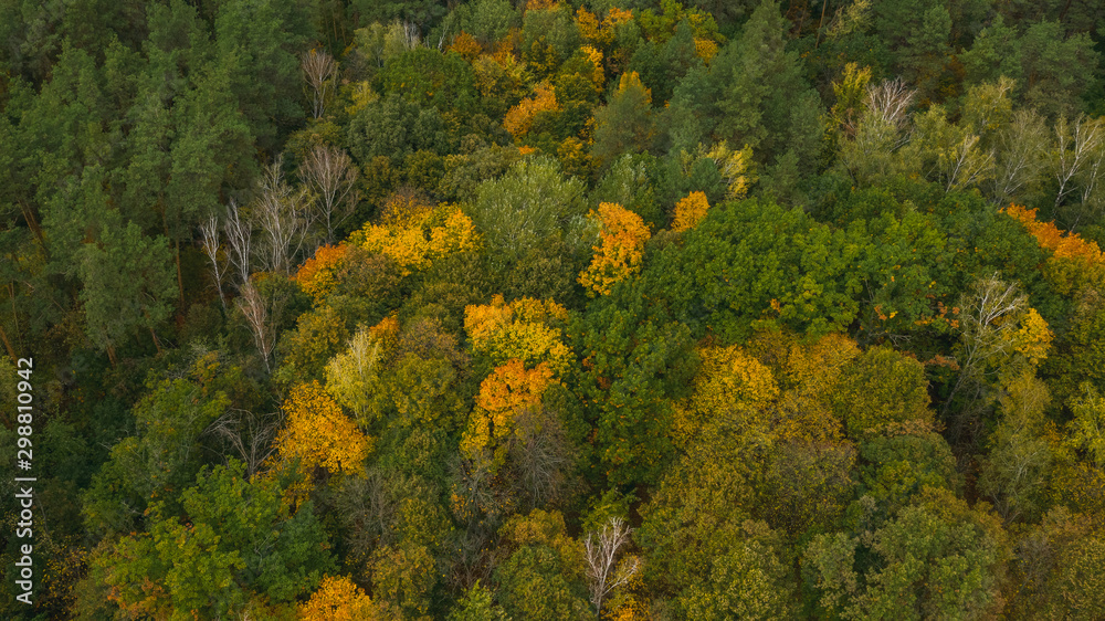 Aerial top-down view from the drone on the multi-colored forest in autumn sunny day. Natural foliage background. 