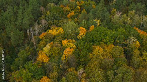 Aerial top-down view from the drone on the multi-colored forest in autumn sunny day. Natural foliage background. 
