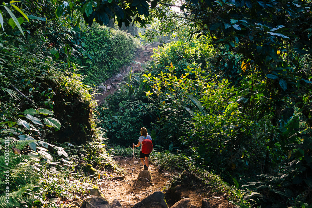 A woman with a daypack and walking sticks is hiking on a jungle tour through the dense rainforest of the Sierra Nevada to the pre-Columbian city Ciudad Perdida