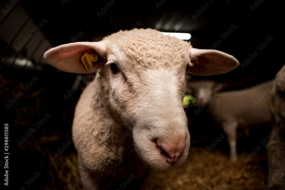 A head of sheep that looks curious in the camera while it is in a stable with other sheep.