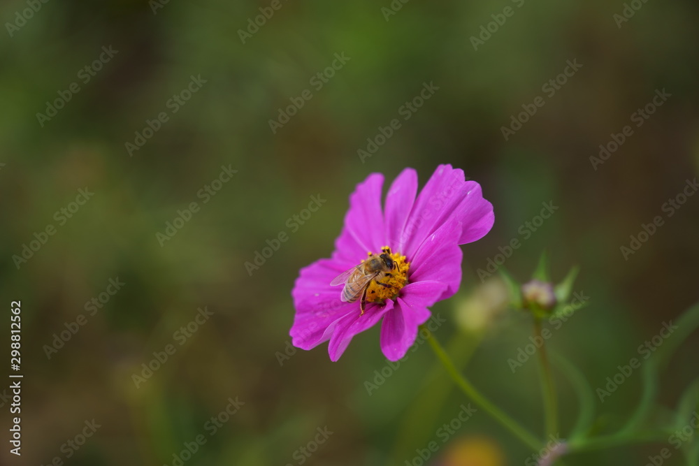 Cosmos flower and bees Cosmos flower and bees