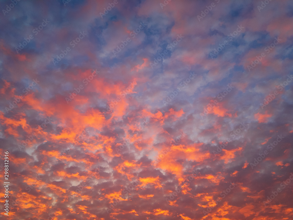 Altocumulus flaky clouds (lat. Altocumulus floccus) in raspberry tones