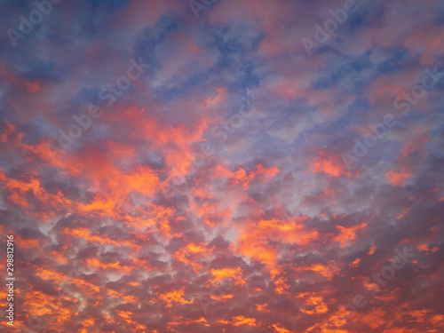 Altocumulus flaky clouds (lat. Altocumulus floccus) in raspberry tones in the blue sky, backlit by the sun at sunset on an autumn evening.