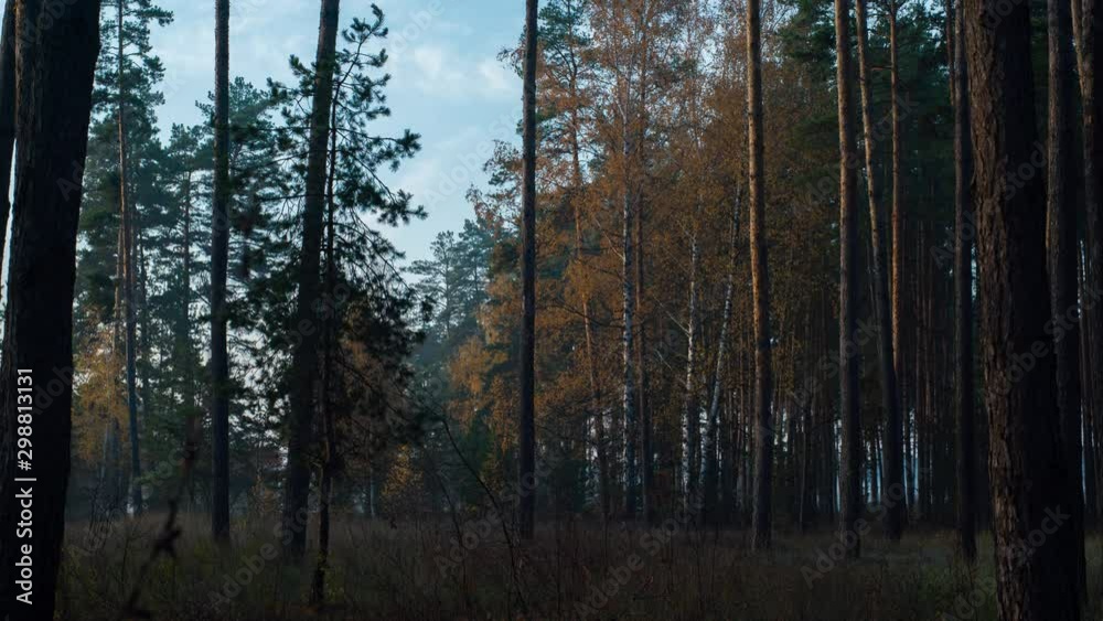 Rising sun illuminates the pine and birch with autumn yellow foliage in the forest.