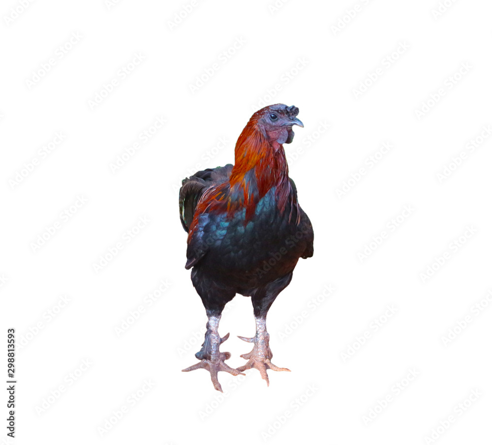 Rooster isolated on a white background   