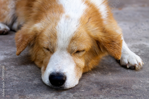 dog Sleeping and take some rest