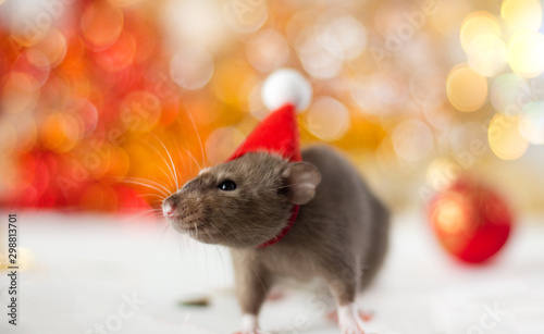 Close-up of golden brown cute little rat in a New Year's hat looking in frame on the soft light beige background with beautiful luminous yellow blur and Christmas ball