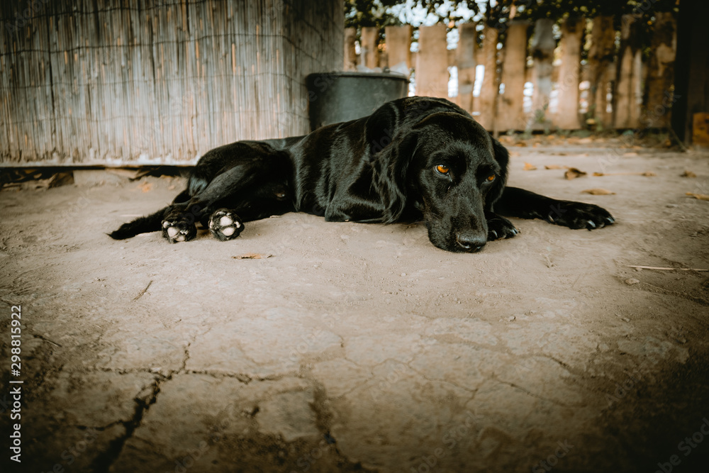 Black dog laying on a fragmented soil Black dog laying on a fragmented soil