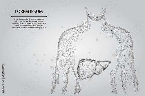 Abstract line and point human body with the liver. Healthcare, Science and Technology Vector Illustration