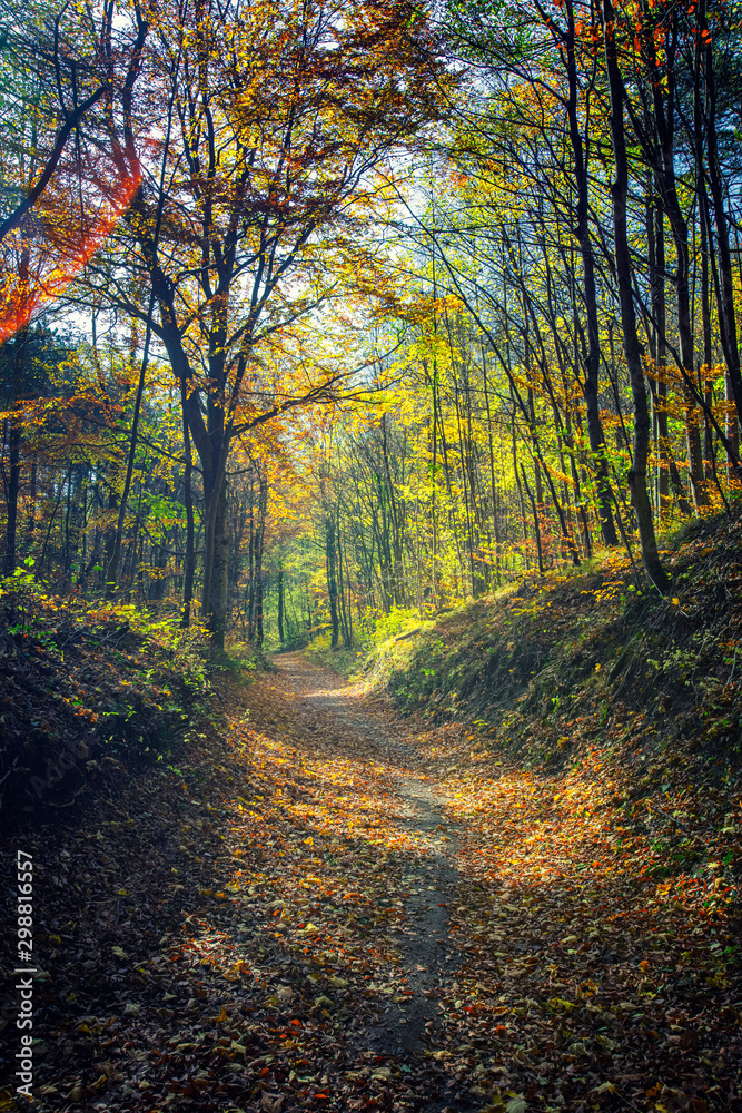 path in green forest 