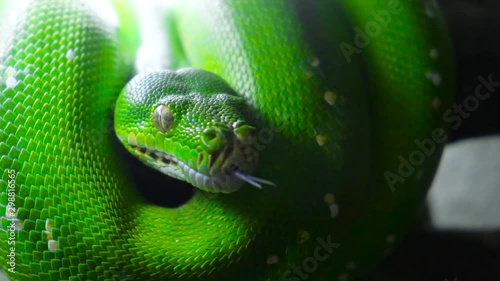 green snake sticks out tongue