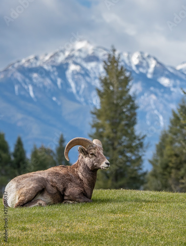 Bighorn sheep in Canada