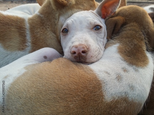 Wallpaper Mural Dog hugs each other to keep the body warm. Torontodigital.ca