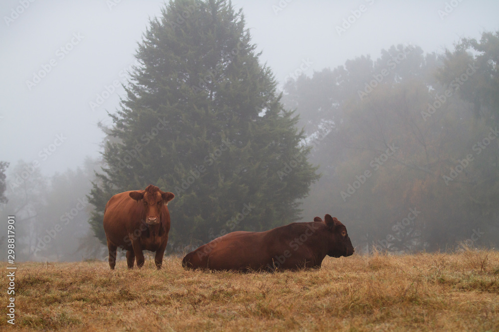 American beef cattle, bull and cow in the pasture American beef cattle, bull and cow in the pasture