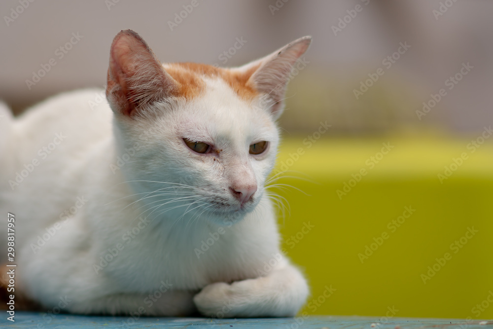 Portrait of white Thai cat with orange sport  