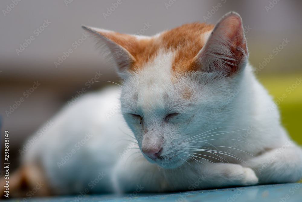 Portrait of white Thai cat with orange sport  