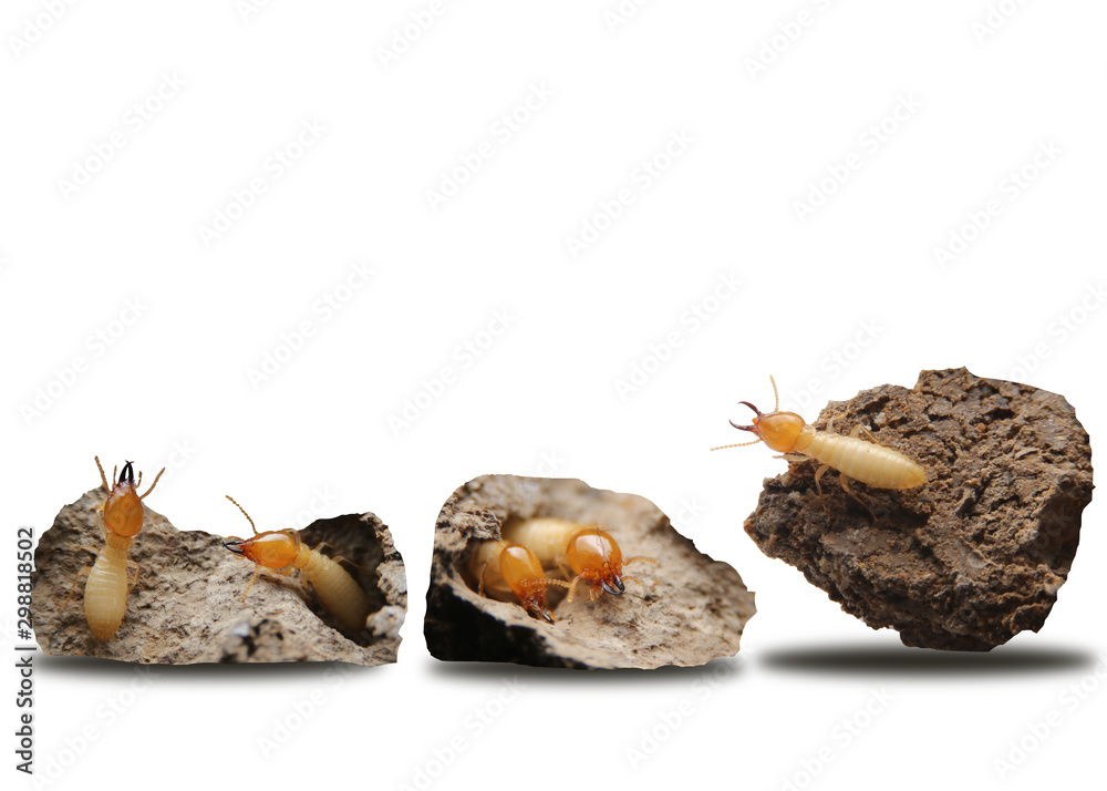 Obraz premium Collection of the Termites in the nest isolate on white background.