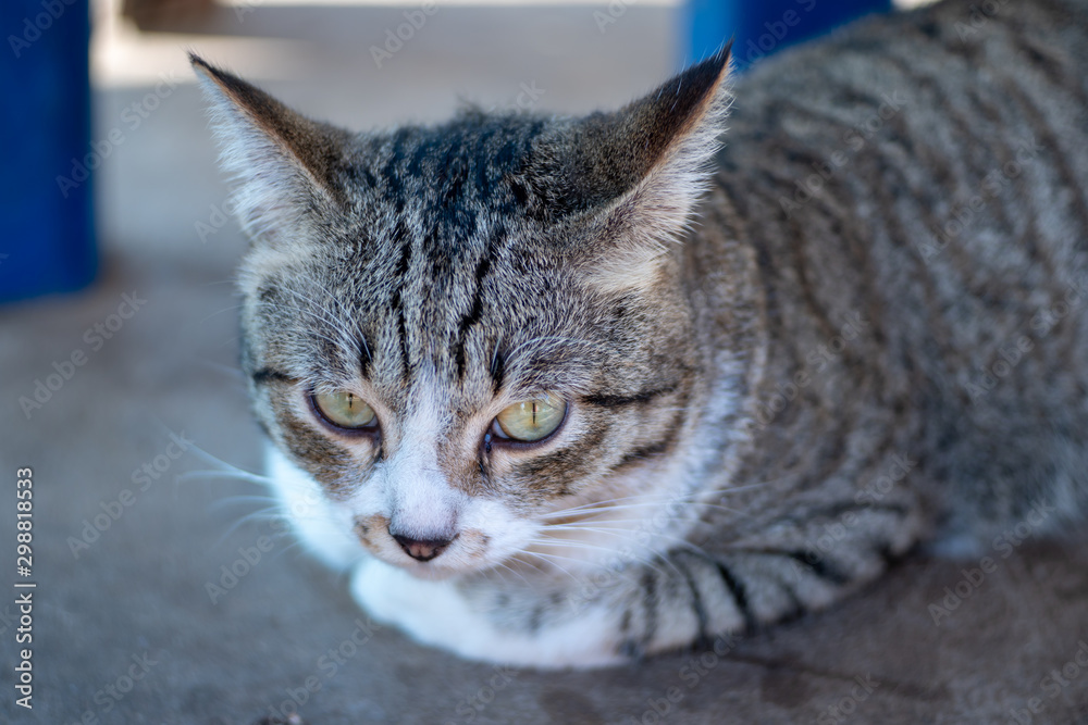 Portrait of striped Thai cat, cute cat