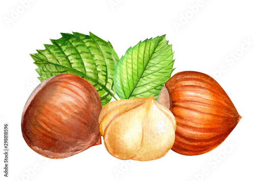 composition of hazelnuts, a set of drawn nuts on a white background, sweet illustration