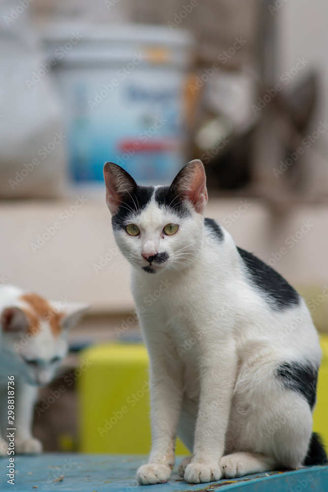 Portrait of white Thai cat with black spot