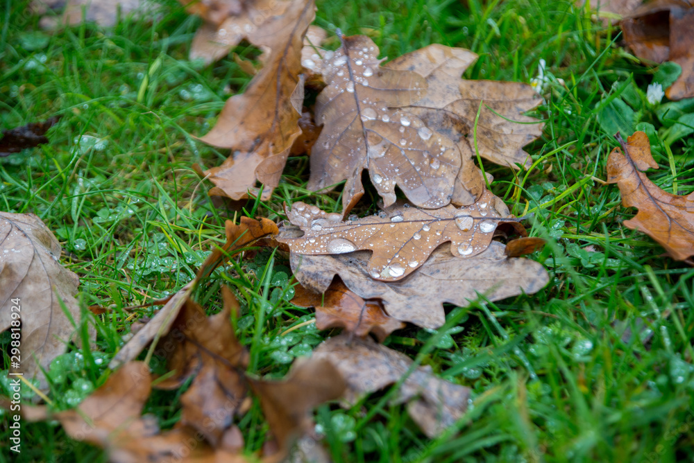 Brown leaves and droplets on green grass Brown leaves and droplets on green grass