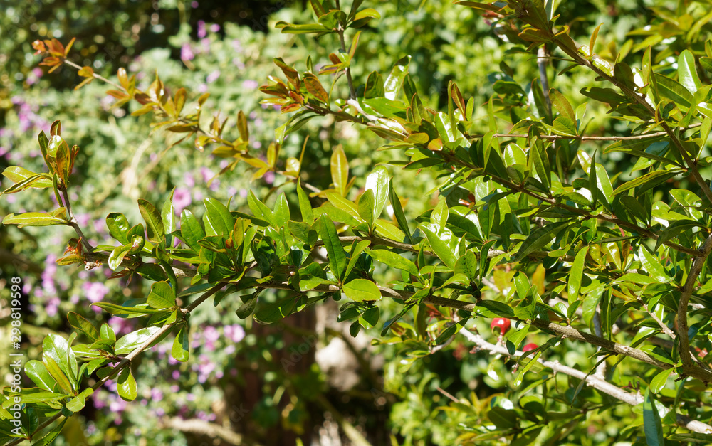 Punica granatum | Feuillage vert et luisant du Grenadier commun ou grenadier à fruits Punica granatum | Feuillage vert et luisant du Grenadier commun ou grenadier à fruits