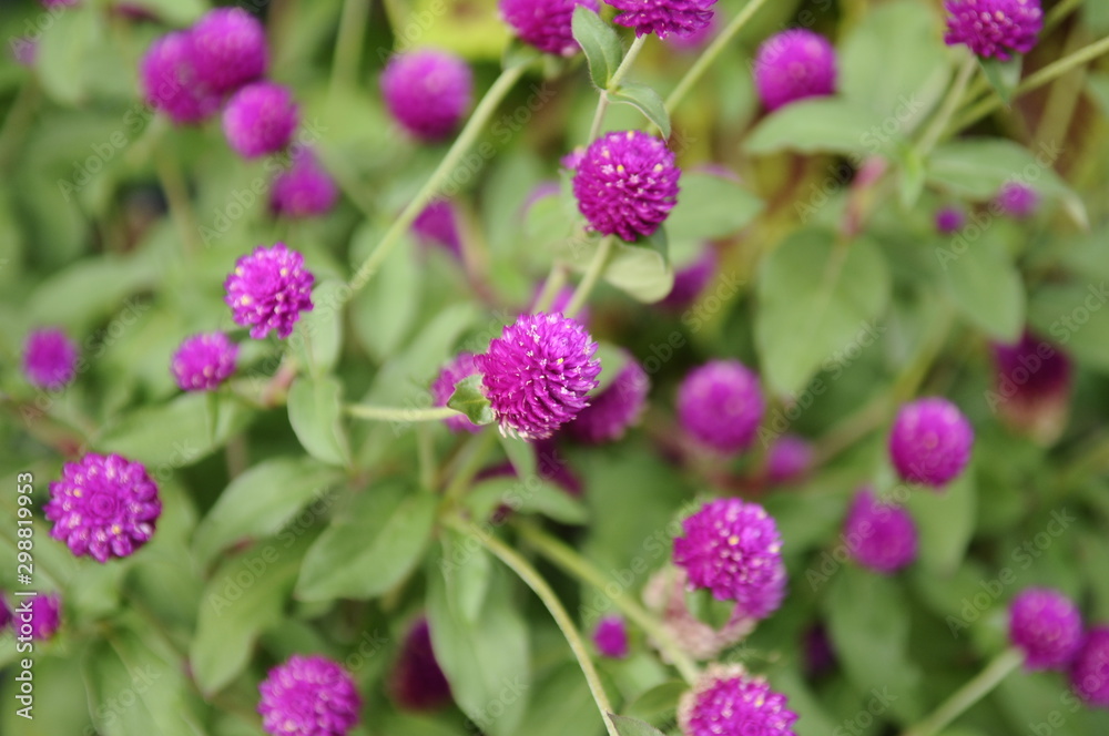 丸いピンクの花 センニチコウ 丸いピンクの花 センニチコウ