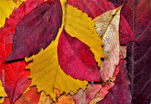 many leaves of many colors in autumn