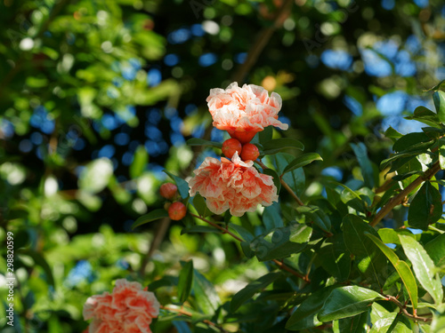 Punica granatum 'Legrelliae' | Grandes fleurs doubles orange saumonées, marginées de blanc du grenadier à fleurs 'Madame Legrelle' photo