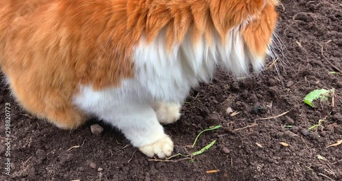 Cute flurry red domestic cat playing in garden, pet walking outdoors.