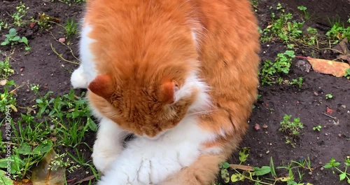 Cute flurry red domestic cat resting in garden, pet walking outdoors.
