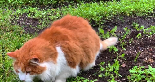 Cute flurry red domestic cat playing in garden, pet walking outdoors.