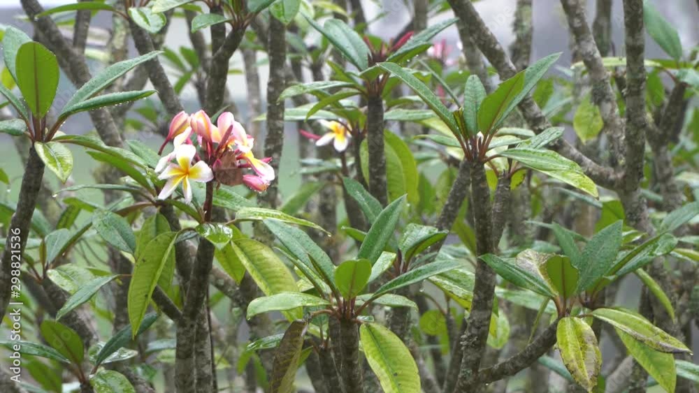Seamless loop rain on plumeria or frangipani tree, tropical background Seamless loop rain on plumeria or frangipani tree, tropical background