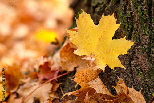 Beautiful autumnal scenery with a closeup of a bright yellow maple leaf lying on the bark at the foot of a tree together with other autumn leaves. Seen in October in Germany, Bavaria