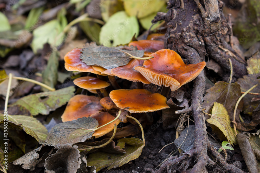 Mushrooms in forest Mushrooms in forest