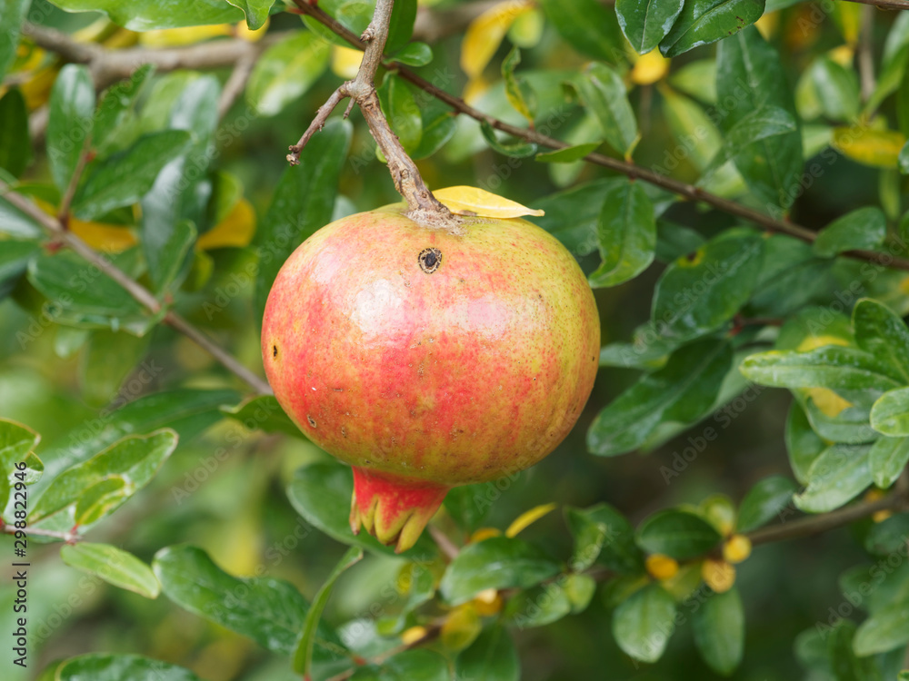 Punica granatum | Une grenade en forme de grosse baie pulpeuse teintée de jaune, rouge grenadine et orange, fruit du grenadier commun ou grenadier à fruits Punica granatum | Une grenade en forme de grosse baie pulpeuse teintée de jaune, rouge grenadine et orange, fruit du grenadier commun ou grenadier à fruits