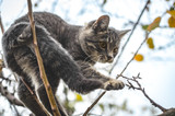 Gray tabby kitten balances on a branch